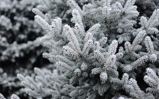 Картинка зима, снег, frost, spruce, елка, fir tree, ветки ели, snow, winter