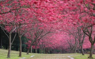 Картинка Япония, Cherry Blossoms, цветение, весна, вишня, парк, sakura, листья