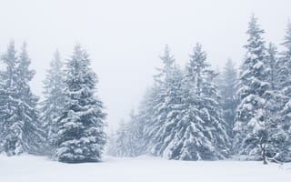 Картинка зима, снег, beautiful, деревья, snow, landscape, winter, fir tree, зимний, елки, пейзаж