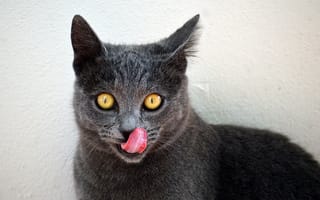 Картинка кот, глаза, кошак, котяра, язык