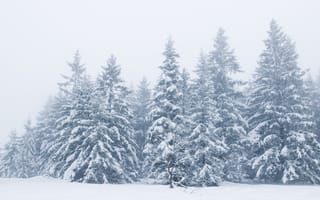 Картинка зима, winter, снег, пейзаж, fir tree, зимний, snow, beautiful, деревья, елки, landscape