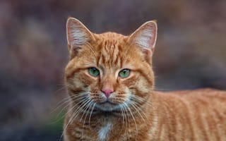 Картинка кошка, кот, полосатый, морда, взгляд, портрет, рыжая