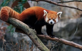 Картинка взгляд, деревья, красная панда, природа, поза, ветки, хвост