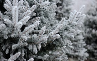 Обои зима, winter, snow, снег, елка, frost, fir tree, ветки ели, spruce
