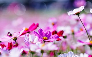 Картинка поле, лето, космос, красный, цветы, розовые, поляна