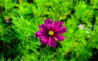Картинка зелень, лето, цветы, космос, поляна, листья, яркие