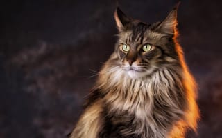 Картинка Кошка, кот, Мейн-кун, свет, взгляд