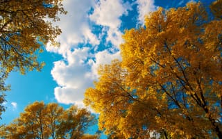 Картинка небо, листья, осень, облака, деревья