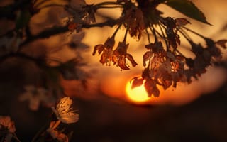 Картинка солнце, макро, цветы, ветки, закат, свет, весна