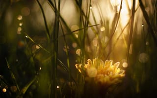 Картинка трава, солнце, роса, макро, свет, блики, цветы, желтый