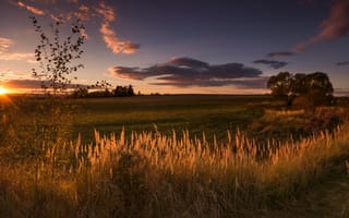 Картинка поле, небо, свет, облака, трава, солнце, пейзаж, деревья