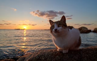 Картинка кошка, океан, закат