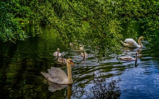 Картинка зелень, лето, вода, пруд, природа, ветки, озеро, деревья