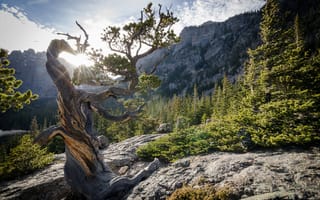 Картинка Rocky Mountain National Park, горы, Роки-Маунтин, Колорадо, деревья, скалы, США, парк, камни, лучи солнца, остистая сосна, bristlecone pine