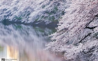 Картинка Kenji Yamamura, Япония, photographer, сакура, ветви, цветёт, река