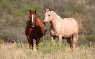 Картинка поле, лето, конь, природа, две, пара, трава, лошадь