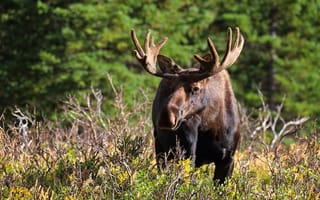 Картинка лето, взгляд, ветки, свет, морда, природа, кусты, рога