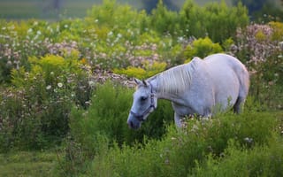 Картинка зелень, белый, природа, растительность, лошадь, цветы, лето, конь