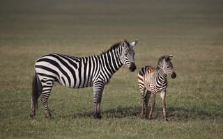 Картинка природа, две, детёныш, пара, зебра, саванна, Африка, малыш