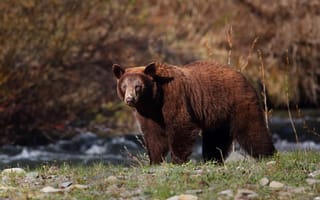 Картинка взгляд, природа, речка, водоем, прогулка, медведь, берег, ручей