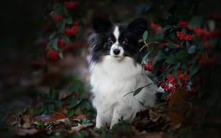 Обои осень, взгляд, ягоды, Континентальный той-спаниель, ветки, собака, Папийон, портрет