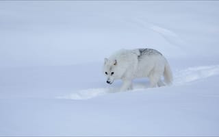 Картинка winter, snow, step, wolf