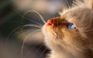 Картинка кошка, белый, крупный план, портрет, пушистый, взгляд, свет