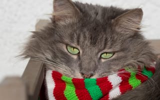 Картинка кошка, кот, зеленые глаза, взгляд, морда, шарф