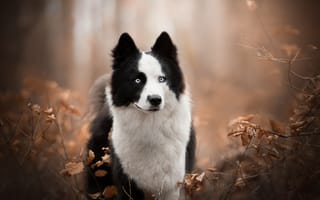 Картинка осень, боке, собака, Якутская лайка, взгляд, ветки