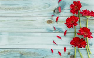 Картинка цветы, red, герберы, gerbera, flowers, красные, wood