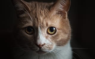 Картинка кошка, портрет, взгляд, тёмный, мордочка