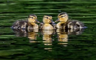 Картинка вода, отражение, утки, утёнок, водоем, три, птенцы, трио