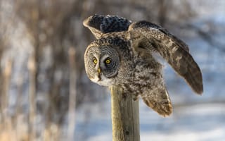 Картинка зима, снег, птица, сова, столбы, поза, крылья