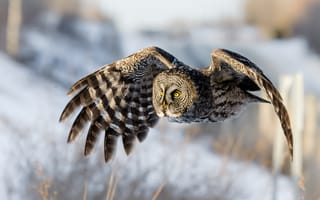 Картинка зима, снег, природа, поза, полет, птица, сова