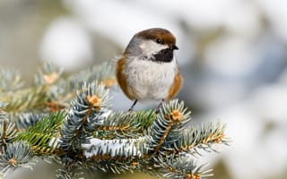 Картинка ветки, синица, боке, хвоя, птица