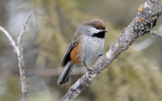 Картинка ветки, природа, боке, птица, птичка, синица