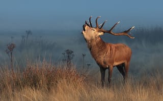 Картинка поле, осень, поза, трава, природа, туман, свет
