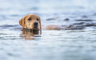 Картинка собака, морда, вода, друг, взгляд