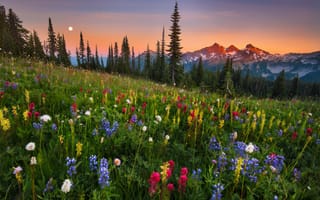 Картинка moonrise, flowers, field, mountain