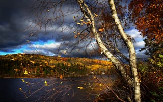 Картинка осень, лес, ветки, Квебек, озеро, деревья, пейзаж, тучи, природа, берёзы, Канада