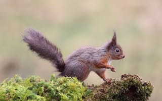 Картинка природа, поза, белка, лапки, мох, хвост