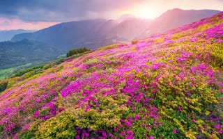 Картинка Flower, Mountain, Landscapes, Natura