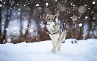 Картинка Wolfdog, снег, собака