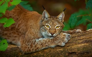 Картинка взгляд, морда, поза, листья, когти, деревья, лапы, бревно