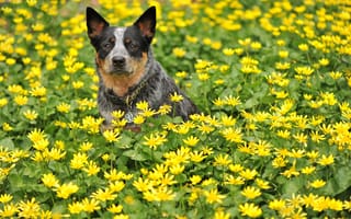 Картинка собака, цветы, взгляд, друг, лето