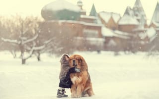 Картинка зима, большой друг, платок, девочка, друзья, собака, снег