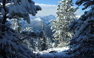 Картинка зима, снег, горы, Канада, Банф, деревья, заповедник, национальный парк, Альберта, природа, ели, Banff, пейзаж, national park
