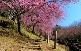 Картинка Япония, сад, сакура, забор, весна, склон, небо, ступени