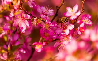 Картинка сад, цветы, пчела, весна, насекомое, макро