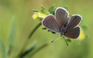 Картинка макро, цветы, серый, бабочка, зеленый, растение, насекомое